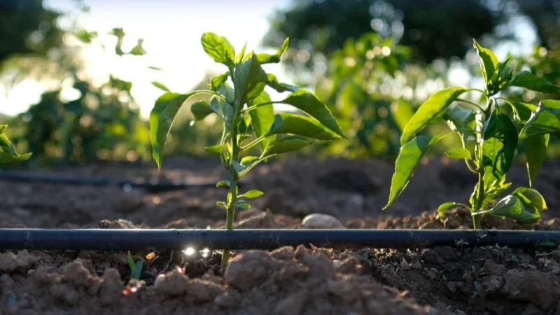 На какой площади внедрены водосберегающие технологии в Казахстане