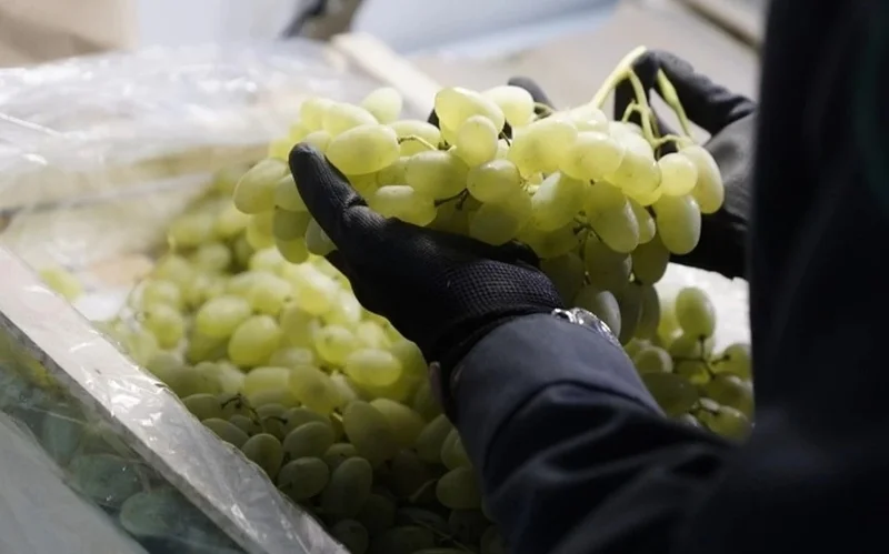 Пункт фитосанитарного контроля возобновил работу на кыргызско-казахстанской границе