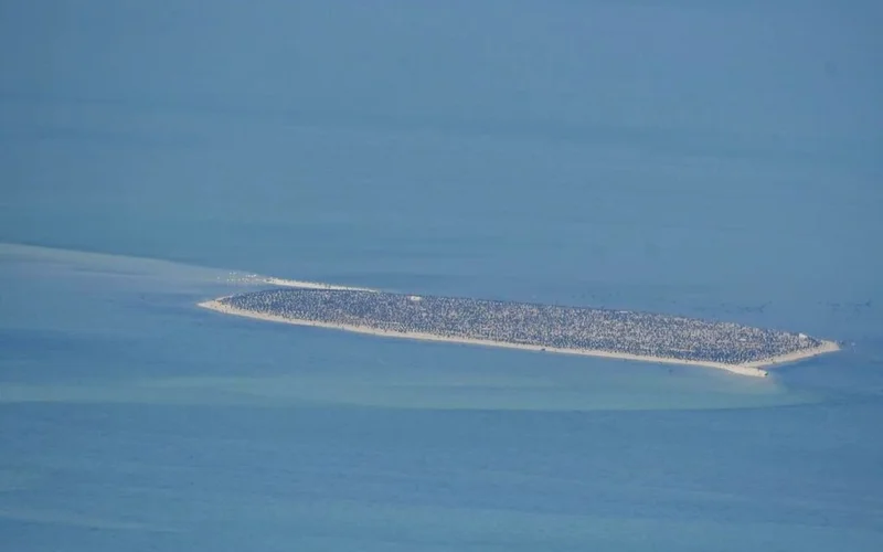 Environment Agency – Abu Dhabi completes aerial survey covering 8,000+ km2 of marine habitat