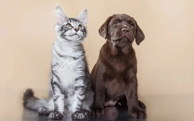 кошки собаки