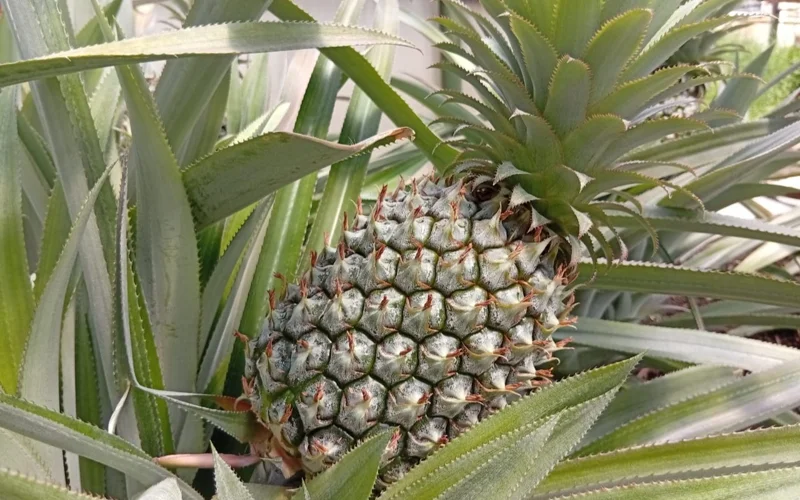 Ананас вместо учебника: в ВКО школьники растят экзотику в теплице