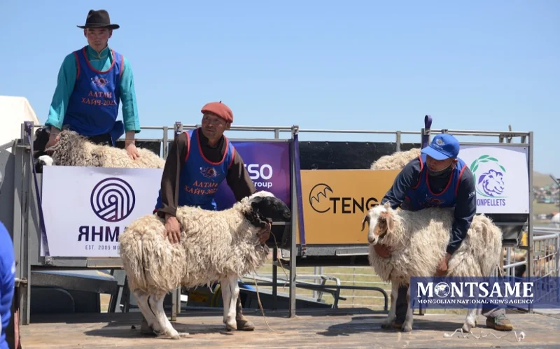 Моңғолияда қой қырқу бойынша ұлттық “Алтын қайшы – 2025” байқауы өтті