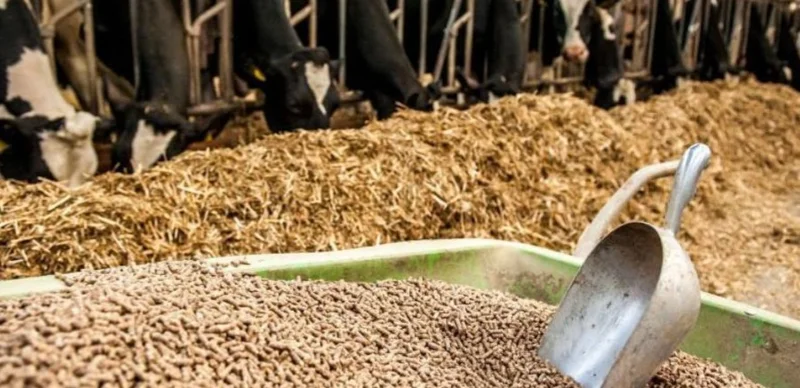 Жамбыл облысында жылына 120 мың тонна өнім өндіретін мал азығы ұны зауыты іске қосылады