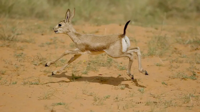 Arabian sand gazelle