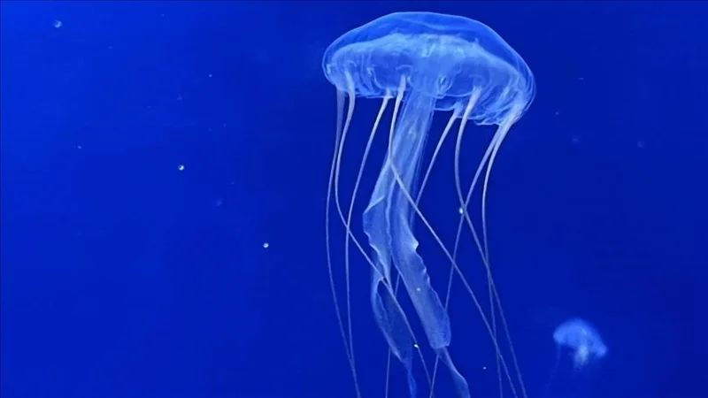 В Эгейском море зафиксировали массовое появление ядовитых фиолетовых медуз