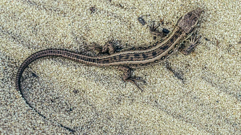 Lizard
