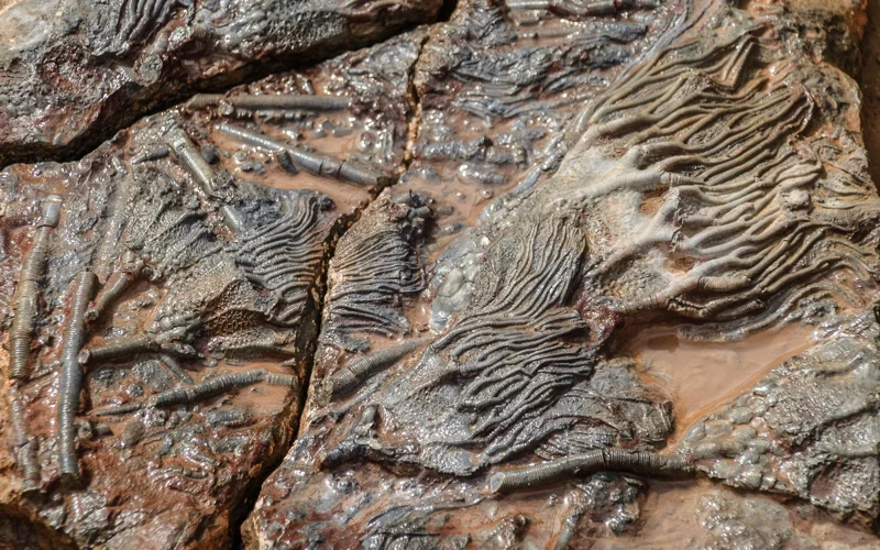 Fossils