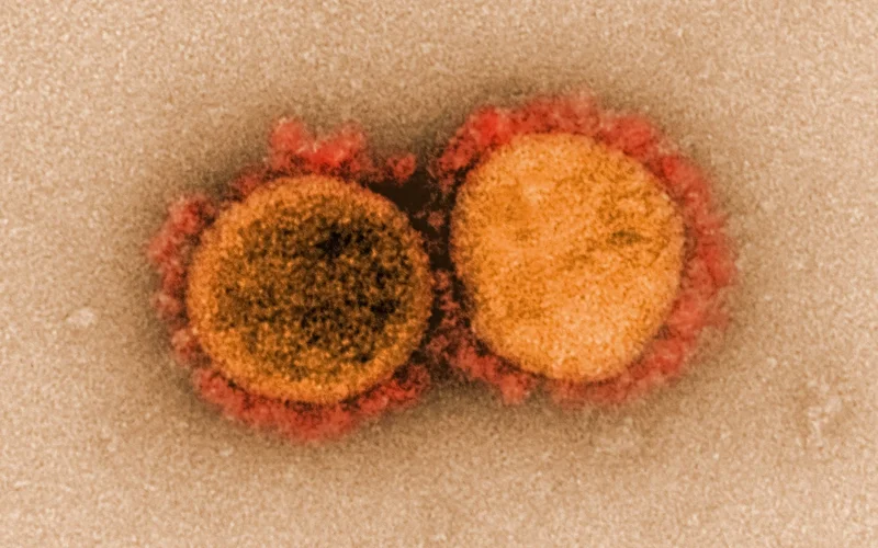 Bat viruses