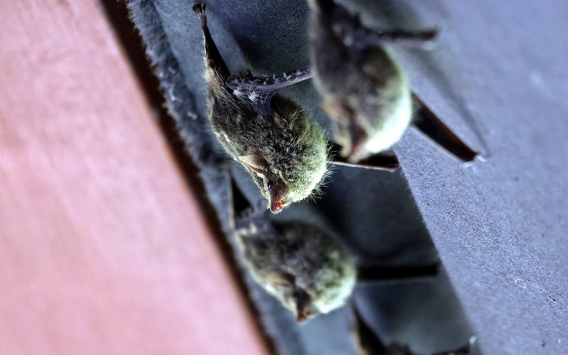 New bat viruses found in China spark health concerns Bats