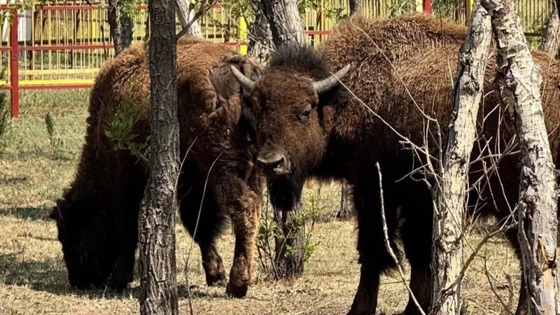 Karaganda Zoo announces new arrivals