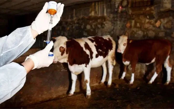 Вспышка ящура в Конье: скотный рынок в Ылгине закрыт, введён карантин