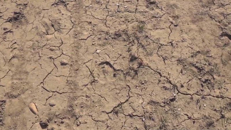 в ВКО зафиксирована масштабная деградация сельскохозяйственных земель о