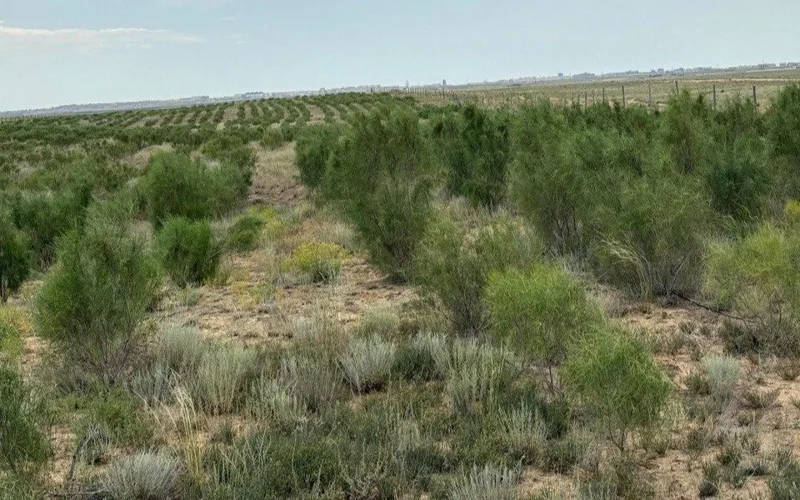 Қошқар ата қоймасы