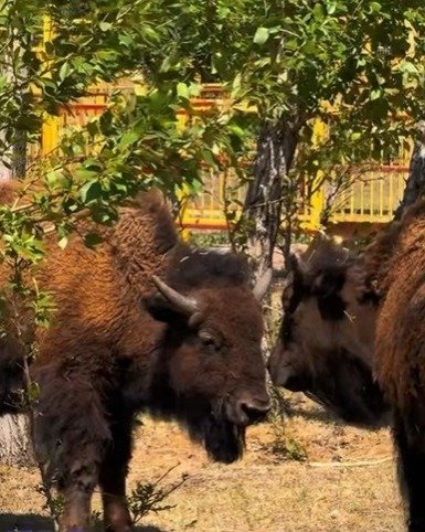 Karaganda Zoo announces new arrivals Karaganda Zoo announces new arrivals