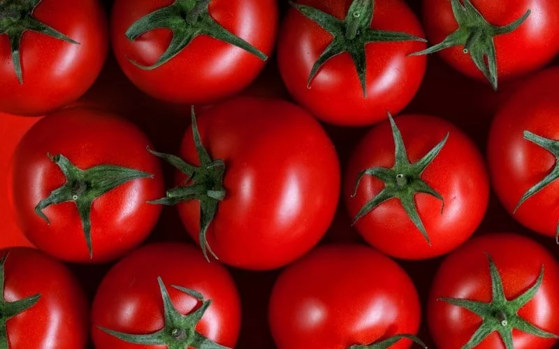 помидор