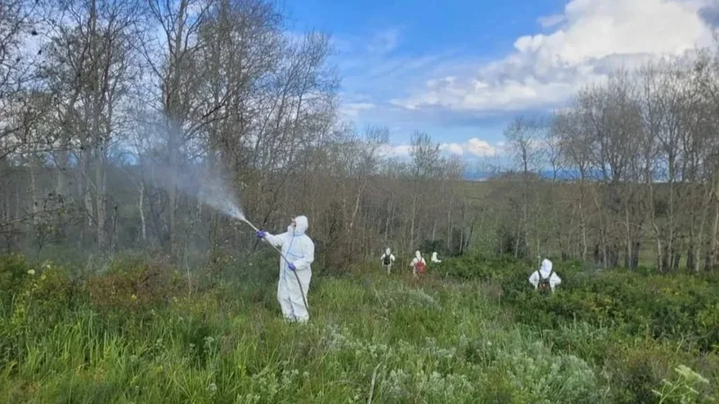 Жұлдызқұрттың қаптауы: ШҚО-да ауылдарды дәрілеу жұмыстары жүргізіліп жатыр