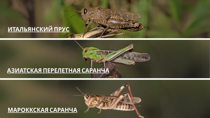 Как Казахстан и Китай ведут борьбу с саранчой Борьба с саранчой