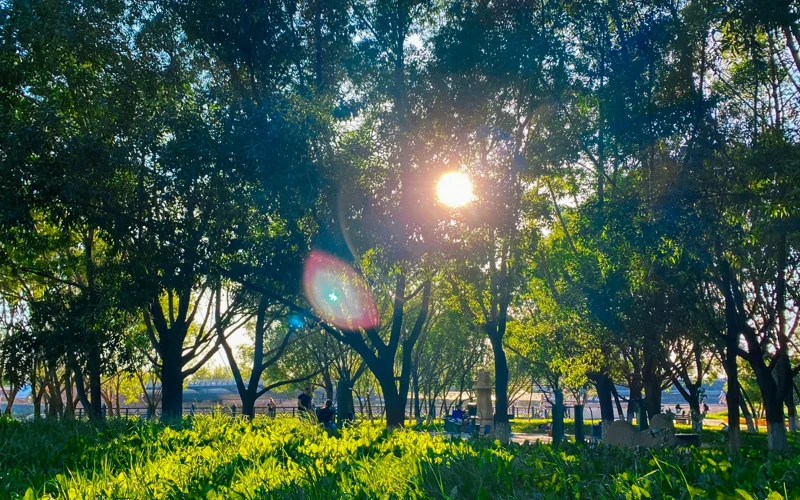 лето, погода, природа, цветы, тюльпаны, ботанический сад, парк