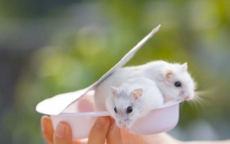 Mice