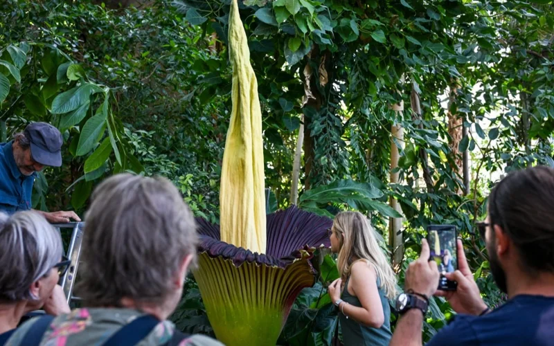 Берлинде әлемдегі ең иісі жағымсыз гүл гүлдеді