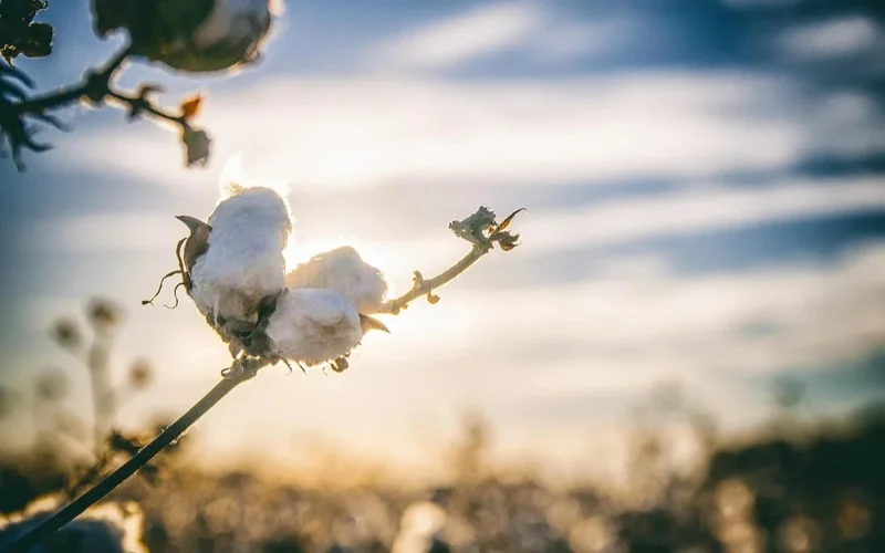 Kazakhstan’s cotton breeding shows decline