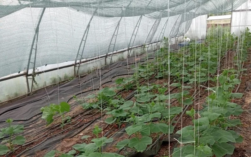 «Ауыл аманаты»: теплица и инватакси заработали в одном из районов Карагандинской области