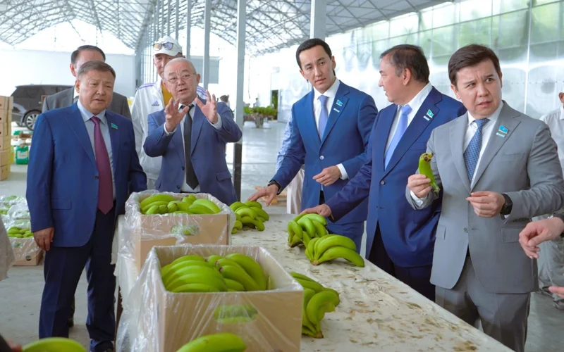 Выращивают бананы и разводят рыбу — депутаты встретились с аграриями Туркестанской области
