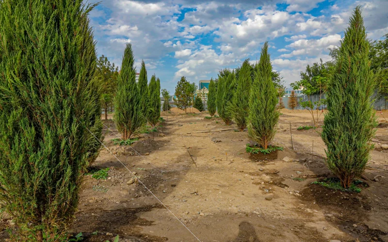 аМы не можем фиксировать воздух — министр экологии о сомнениях казахстанцев по высадке 2 млрд деревьев