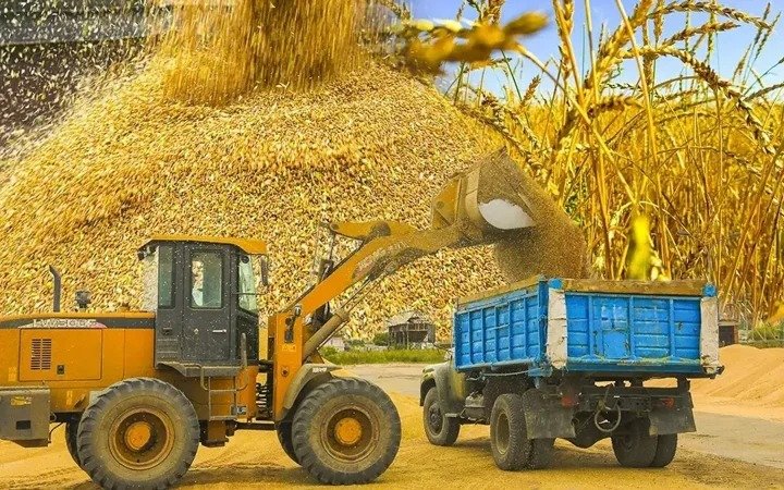 Агроөнеркәсіп бидай