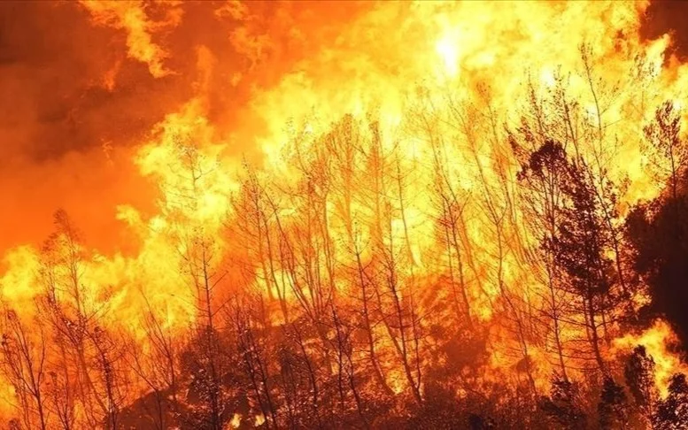 Firefighters battle multiple forest fires across eastern Germany