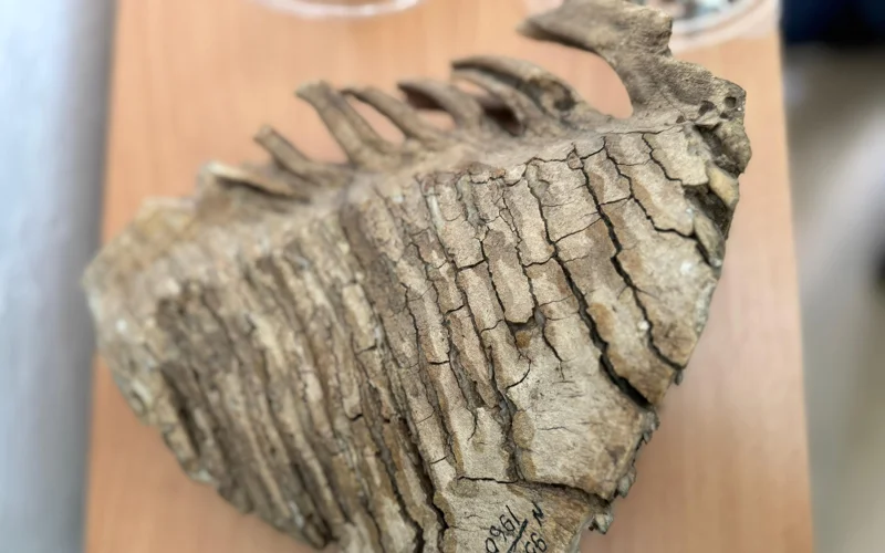 С морского дна — в музей: в Костанайской области находят останки мамонтов и ящеров