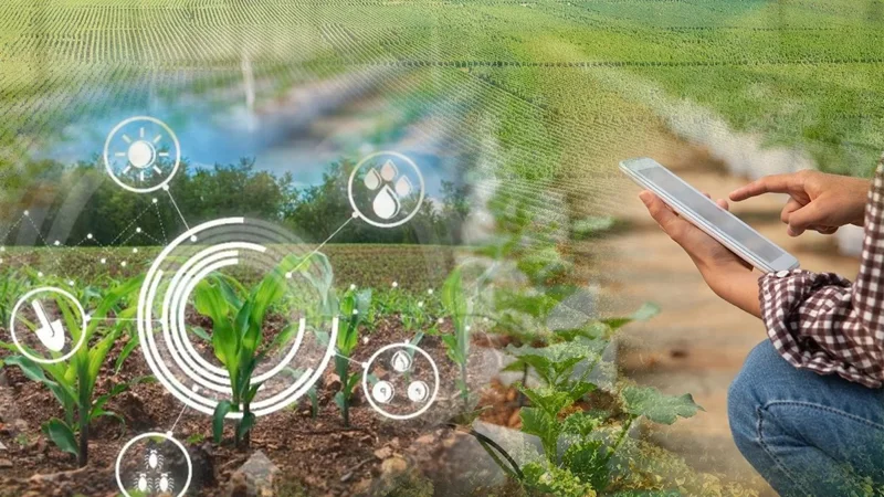 қишлоқ хўжалиги