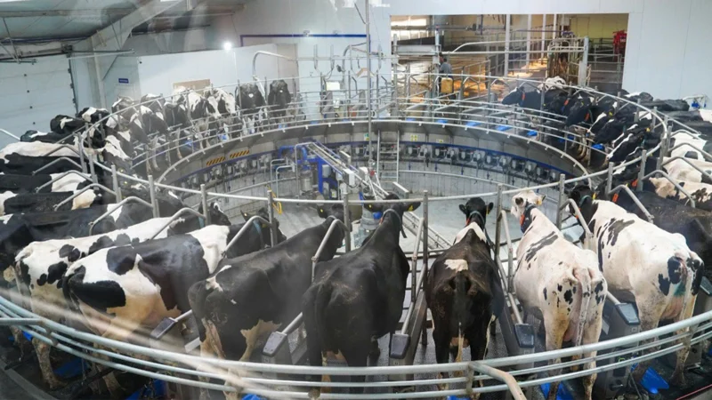 Малдың жай-күйін анықтайтын смарт шешім ойлап табылды