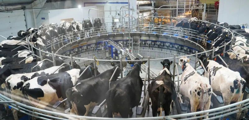 Sýbsıdııanyń ornyna jeńildetilgen nesıe: sharýalar úshin ne ózgerdi