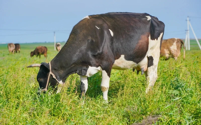 Beef cattle population grows by 23% in Kazakhstan, meat exports double