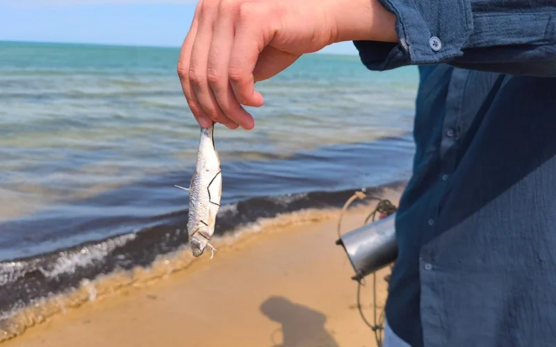 В Минсельхозе назвали предположительную причину гибели рыбы в Мангистауской области