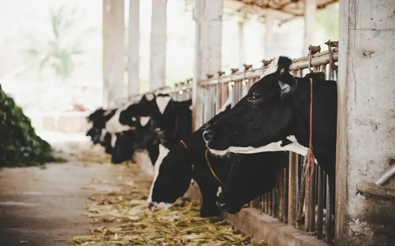 Kazakhstan to launch soft-window facilities for farmers up to 100 billion tenge