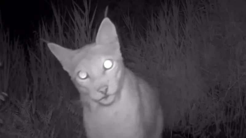 Snow leopard and lynx spotted in Almaty region