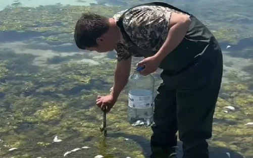 Причину гибели рыбы изучают экологи в Мангистауской области