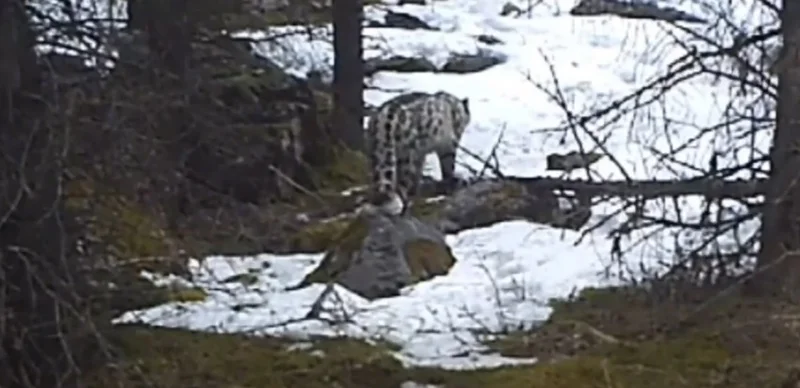 Алматы облысында қар барысы мен сілеусін фототұзаққа түсіп қалды