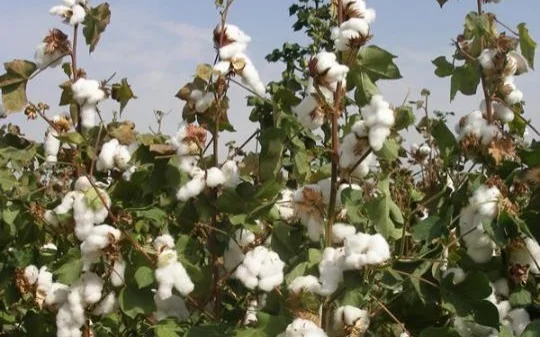 Казахстанские ученые вывели сорт хлопчатника, устойчивый к заболеваниям