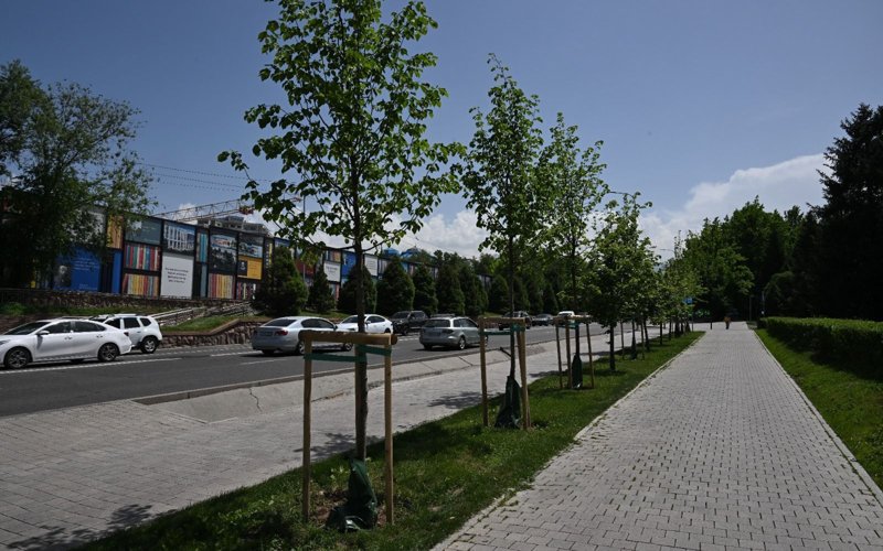 Алматыда күзде 53 мың түп ағаш отырғызылады Алматыда күзде 53 мың түп ағаш отырғызылады