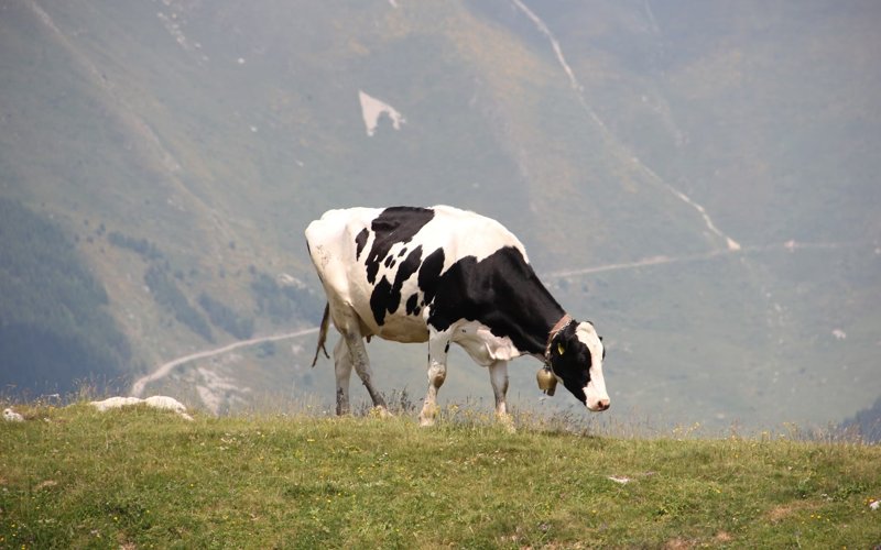 Global milk production under threat from climate change Cow