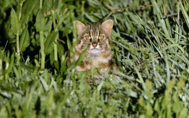 "Forever chemicals" found in organs of vulnerable Japanese wildcats