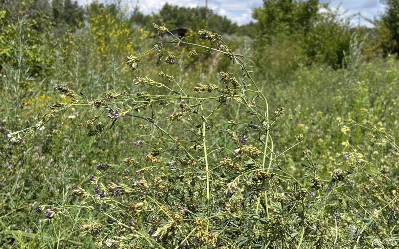 Порно блять күйеуінің алдында