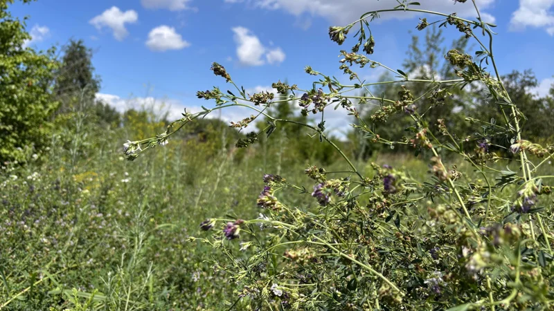 Порно селвестр сталанна мен Тина Канделаки