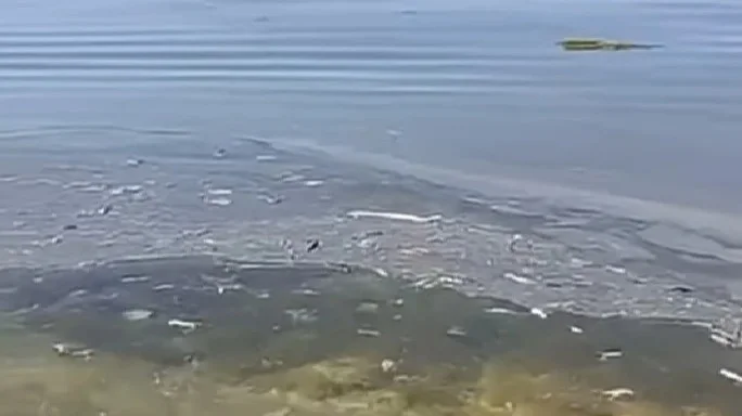 Aqtaýda teńiz betinde maıly daqtar men qoqys qalqyp júr
