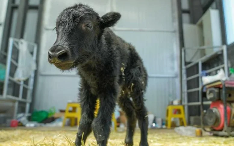 Китайские ученые успешно клонировали яка