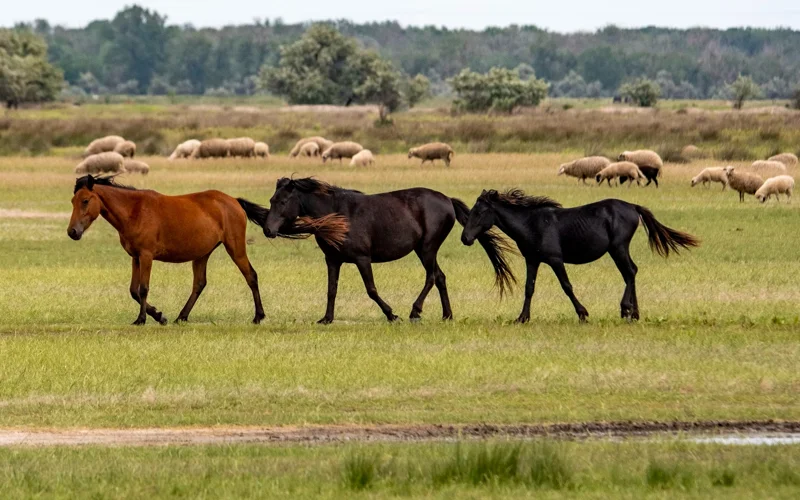 Gallops