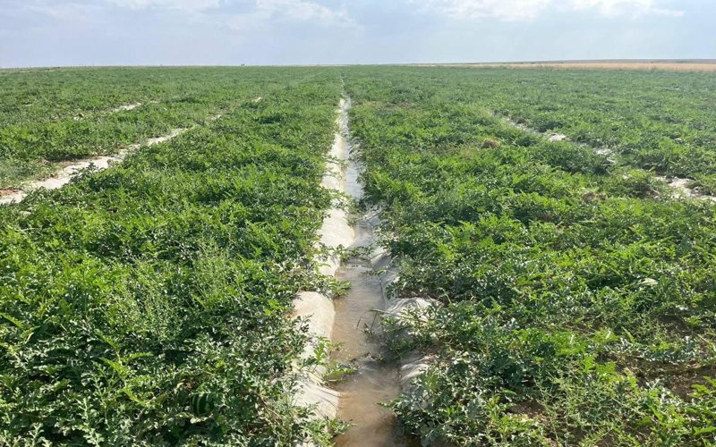 Farmers of Zhetysai announced a drought, the Ministry of Water Resources denied the information